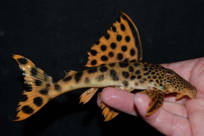 Речные монстры огромный сом