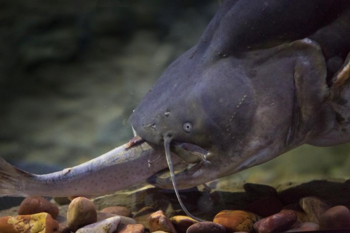 Мешкожаберный сом