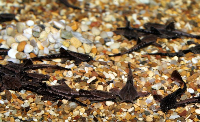 Сом-коряжка (банджо)