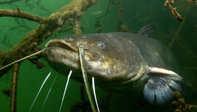 Краснохвостый сом купить