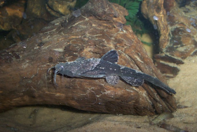 Сом буноцефалус аквариумный