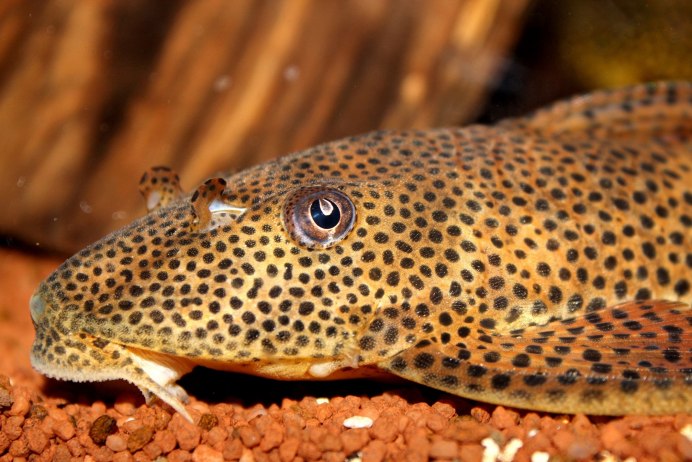 Сомик Плекостомус