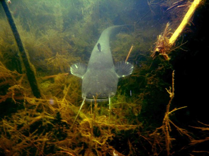 Коряга для макраме как обработать