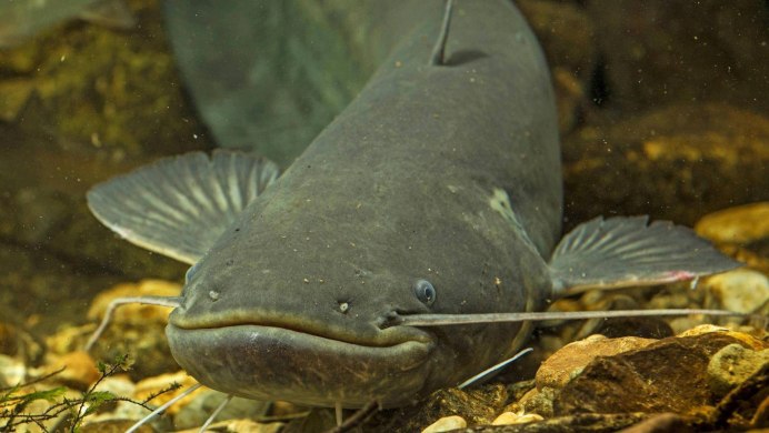 Сом Silurus GLANIS