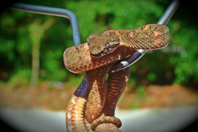 Кустарниковая гадюка (Atheris