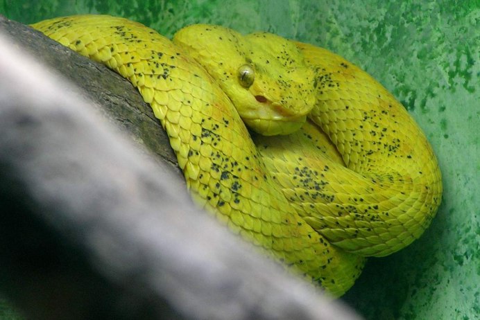 Цепкохвостый ботропс (Bothriechis schlegelii)