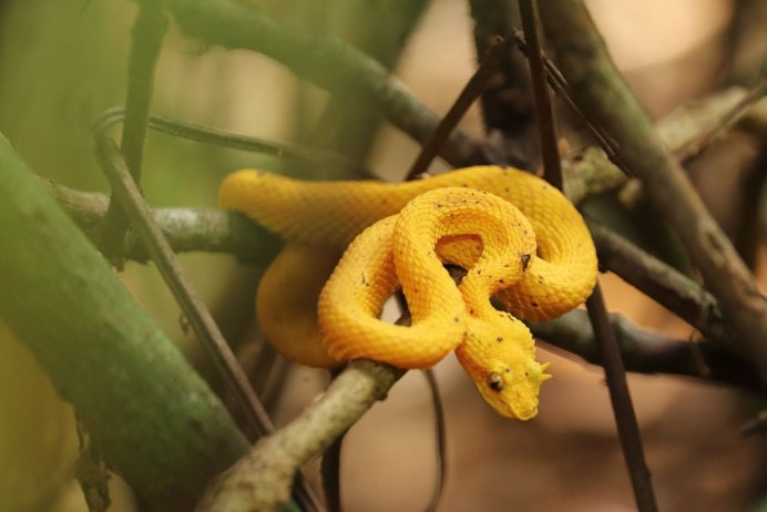 BOTHROPS Atrox