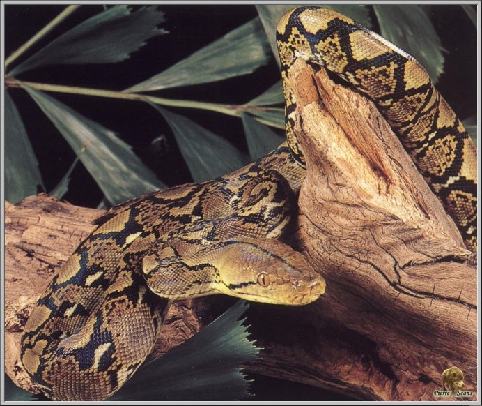 Bothriechis nigroviridis