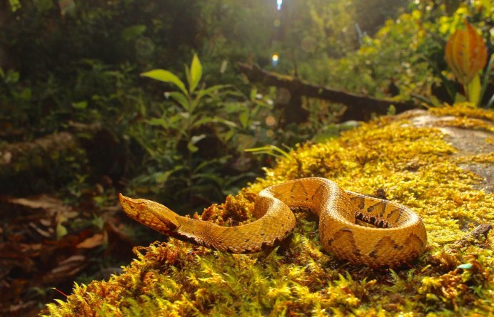 Bothriechis schlegelii купить
