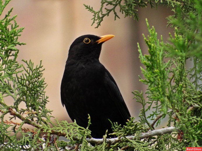 Дрозд меланист