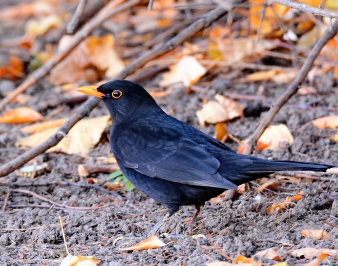 Дрозд чёрный (turdus Merula) 4к