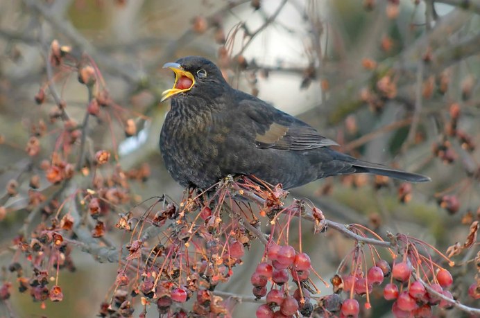 Желтоклювый Дрозд