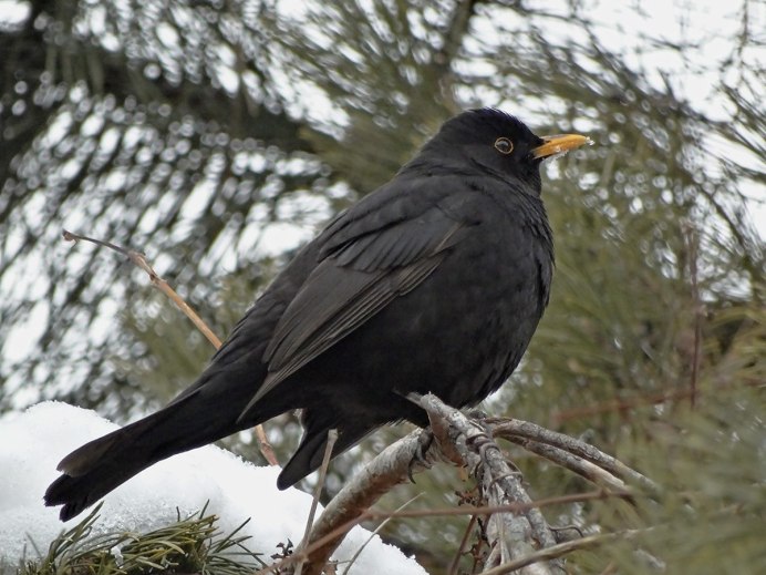 Черный Дрозд птица