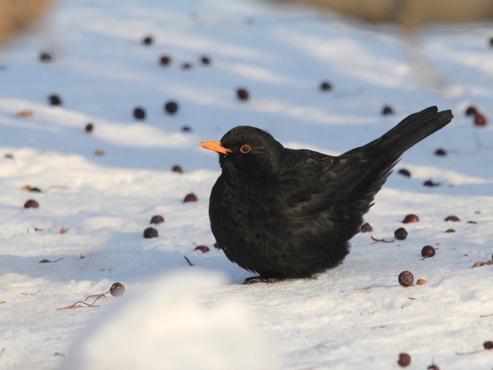 Черный Дрозд птица