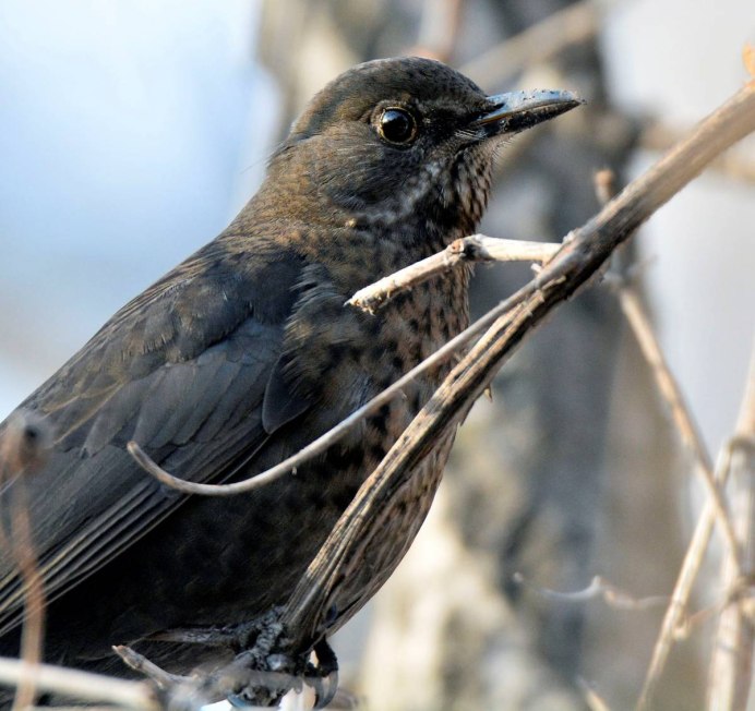 Дрозд чёрный (turdus Merula)