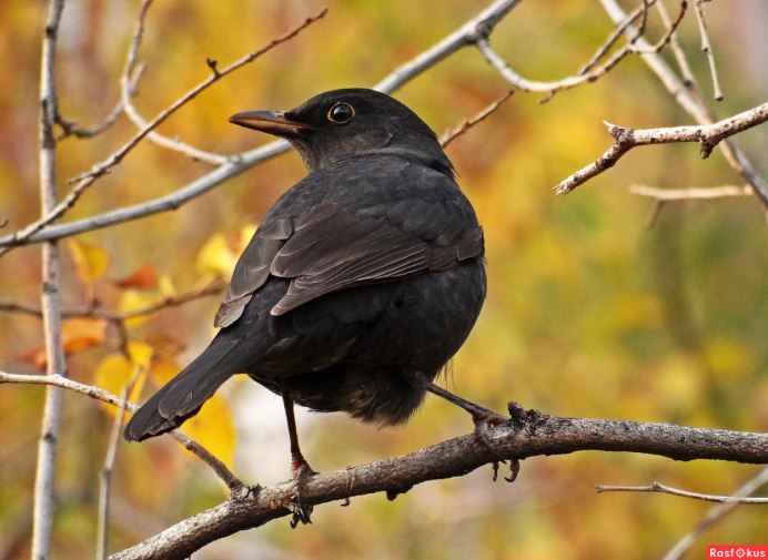 Белогрудый Дрозд