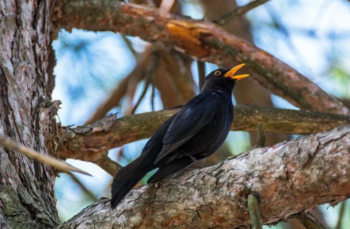 Черный Дрозд и скворец