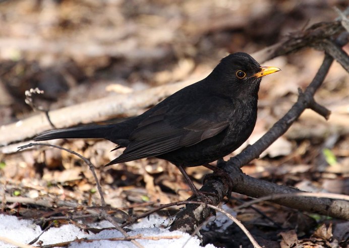 Белогрудый Дрозд