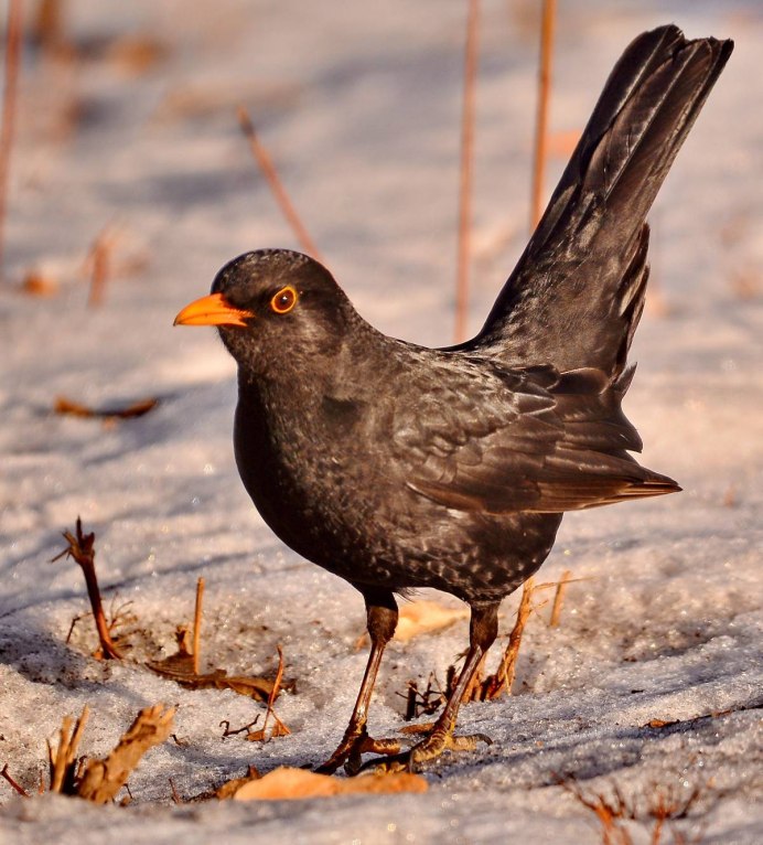 Черный Дрозд птица