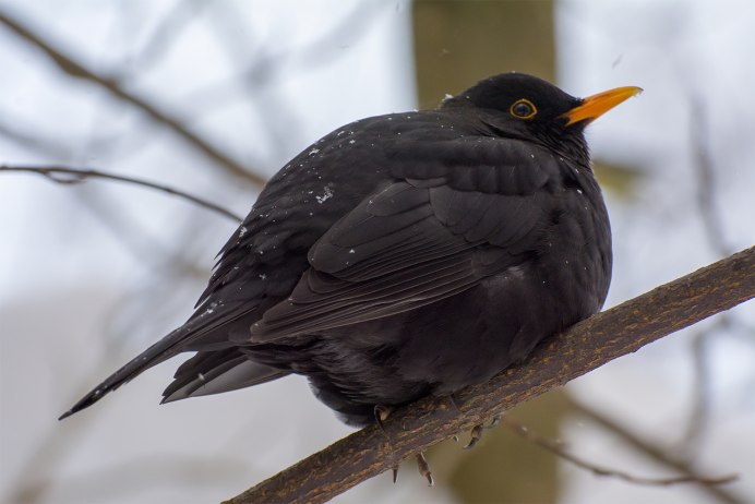 Черный Дрозд птица