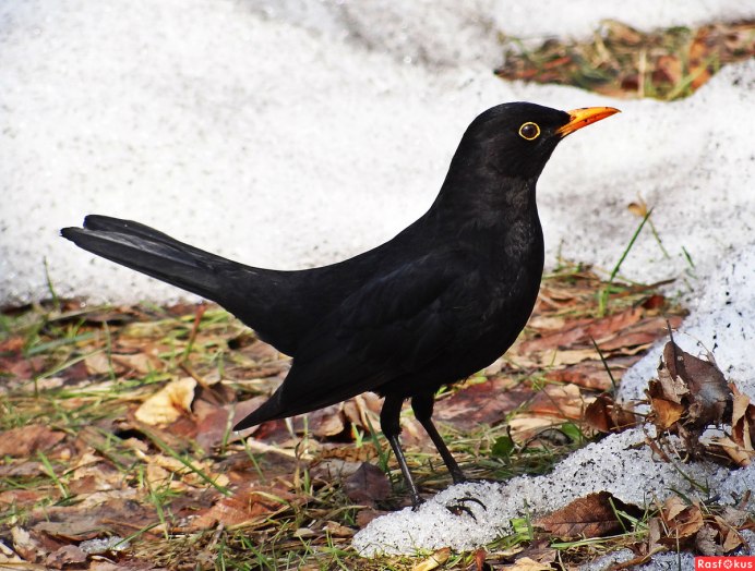Черный Дрозд и скворец