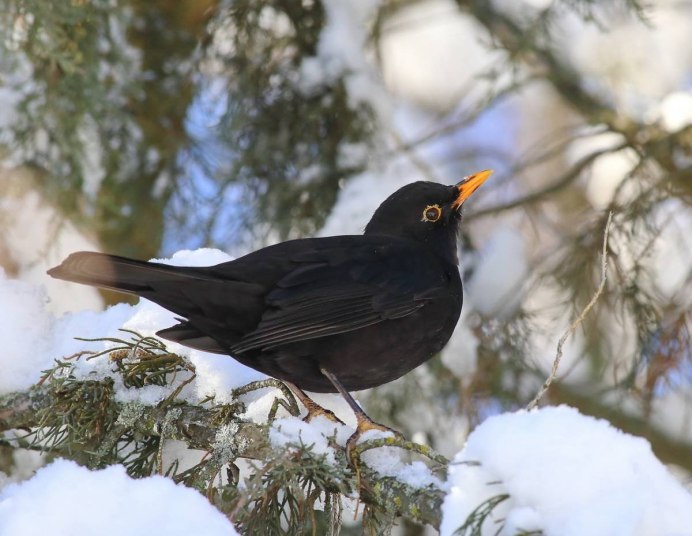 Черный певчий Дрозд