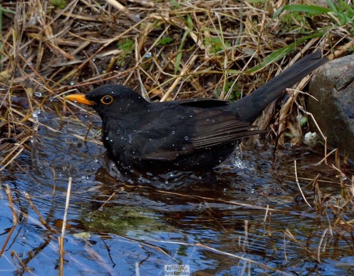 Черный Дрозд птица