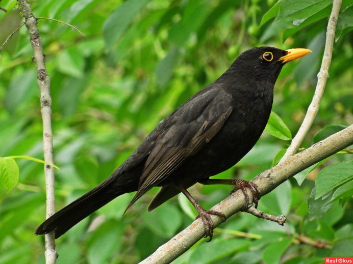 Обыкновенный чёрный Дрозд