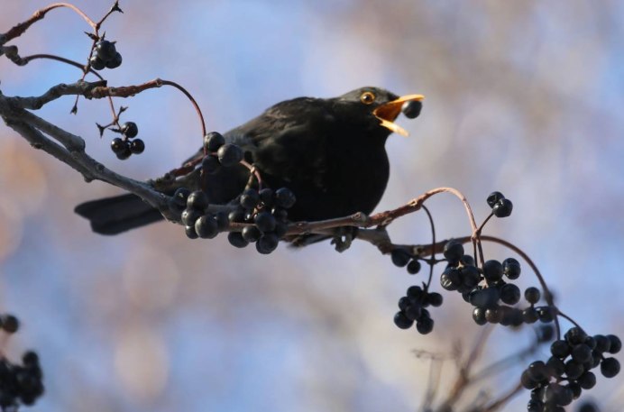 Желтоклювый Дрозд