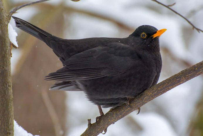 Черный Дрозд птица