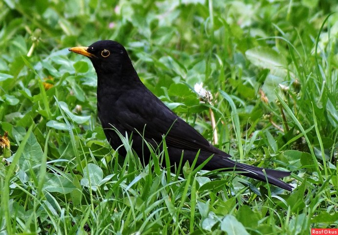 Черный Дрозд птица