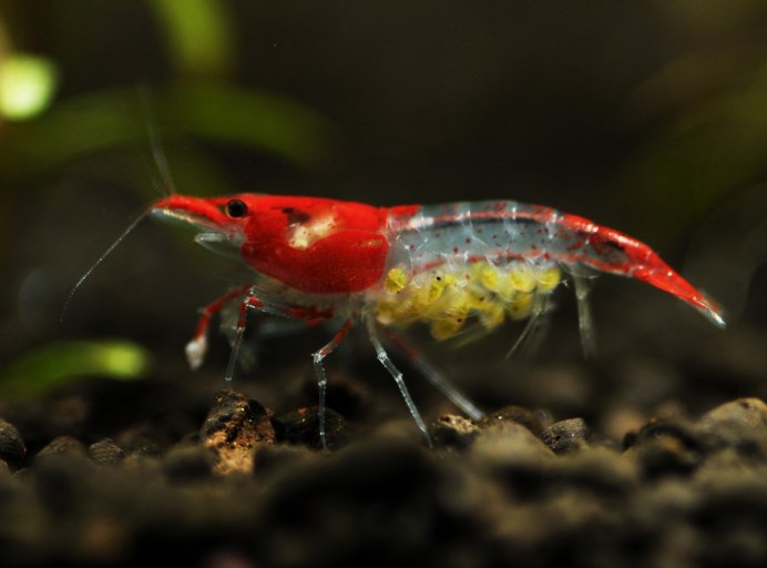 Аквариумные креветки крапчатые