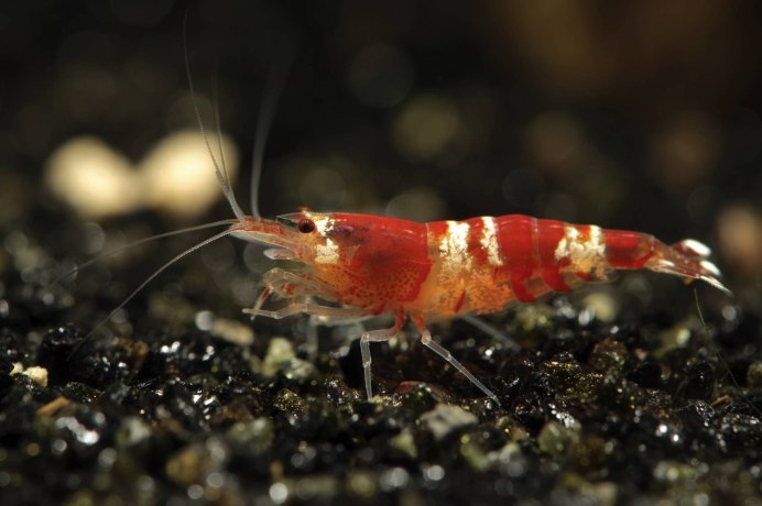Креветка Caridina parvula