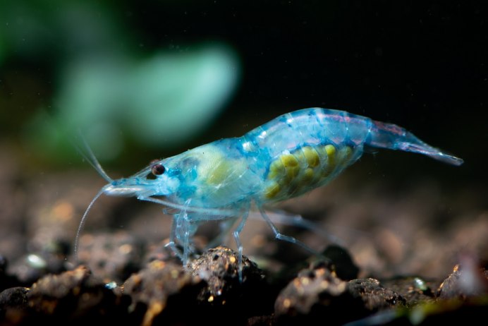 Креветки Блю Дрим