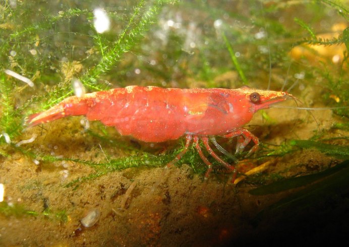 Креветки неокардины с икрой