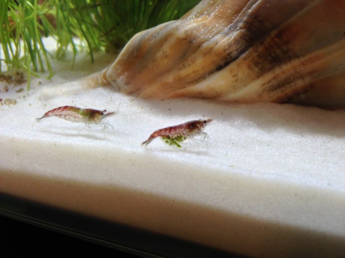 Аквариумные креветки беременные