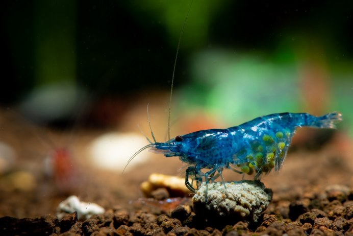 Икра аквариумных креветок