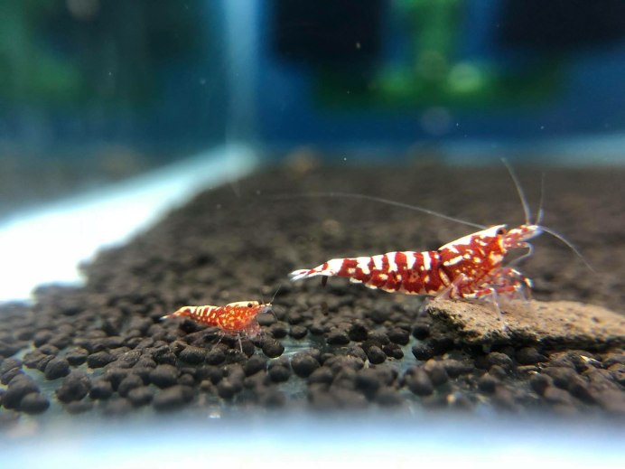 Амано креветка зеленые