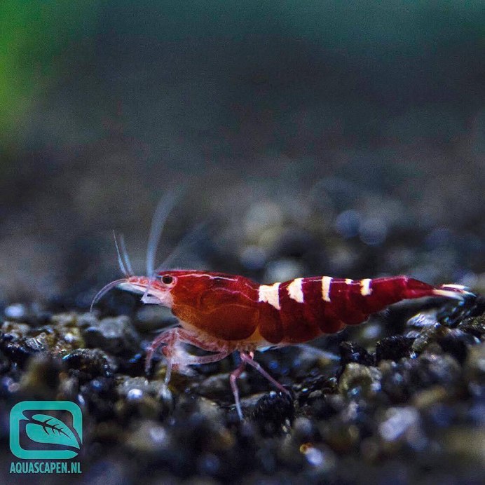 Креветка рожает