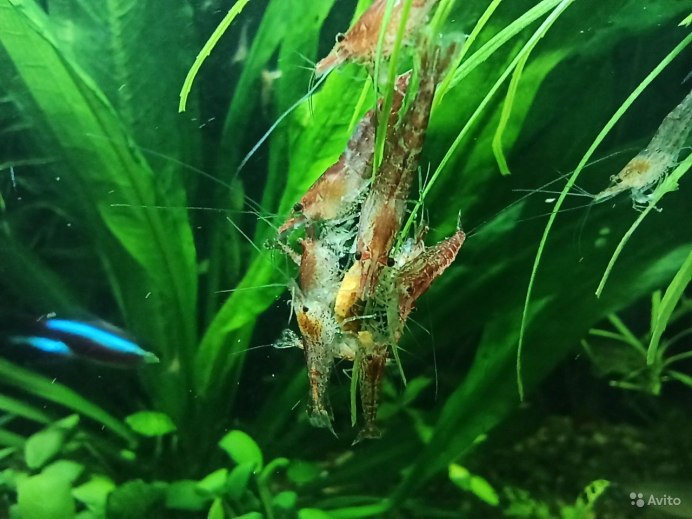 Беременная креветка вишня