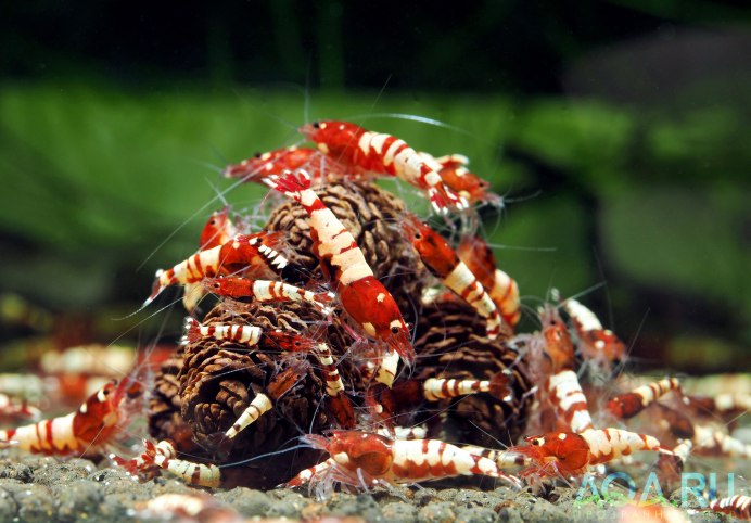 Креветка Амано беременная