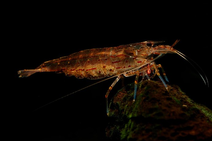 Креветка черная неокардина