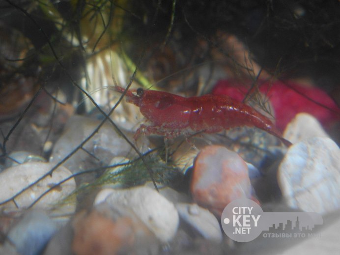 Neocaridina Blue Pearl