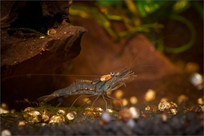 Икра пресноводных креветок