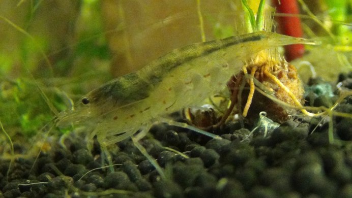 Креветка Амано