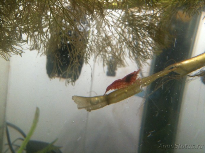 Креветки taitibee