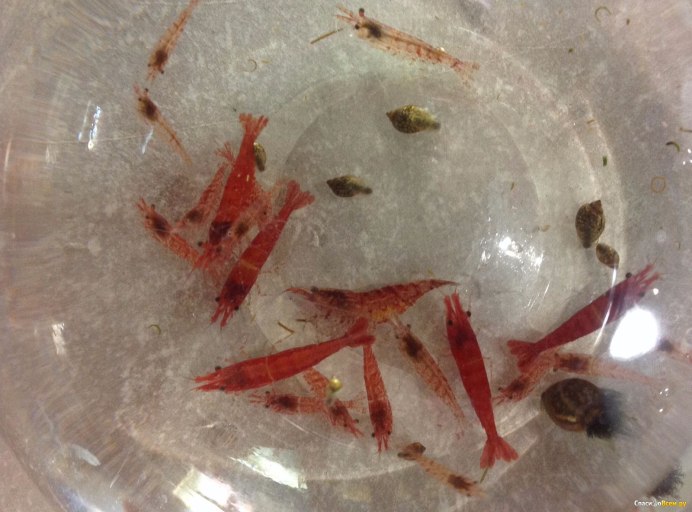 Икра креветок вишенок