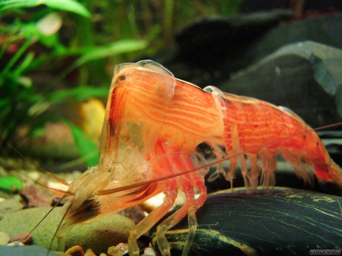 Креветка Мэри неокаридина