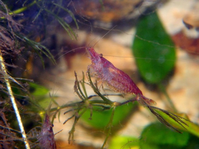 Креветки Амано и вишневые