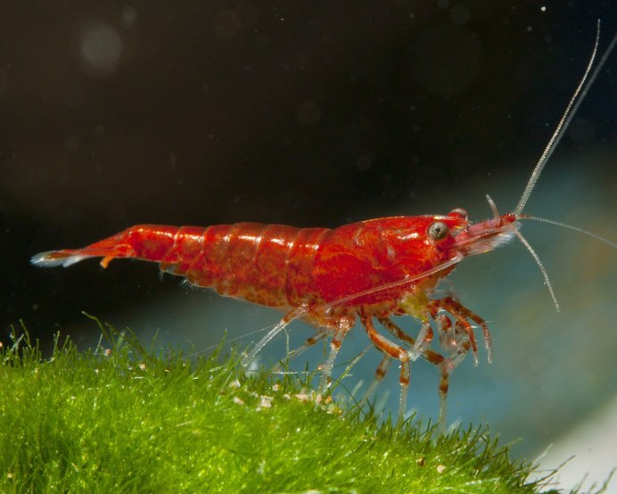 Креветка Мэри неокаридина